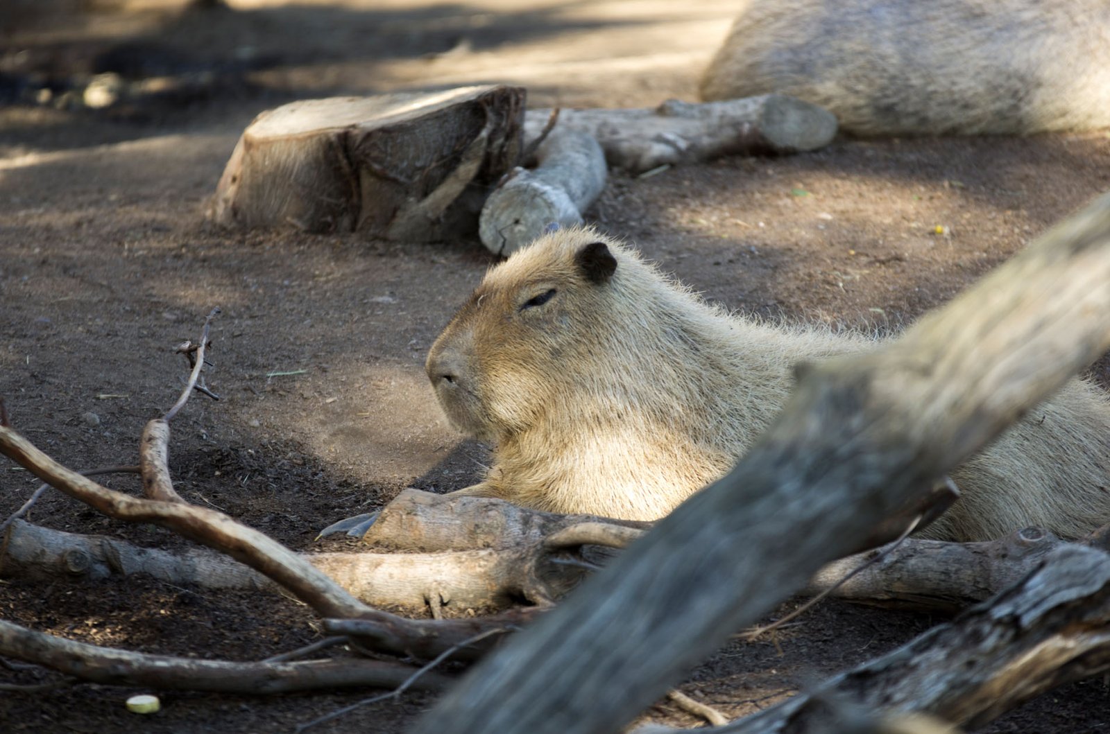 San Diego Zoo Part I 059